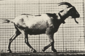 Plate 676 Goat walking — figure reference